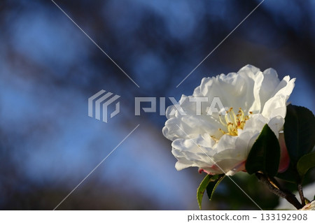 Blooming in the cold winter sky 133192908