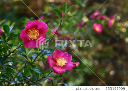 Blooming in the cold winter sky 133192909