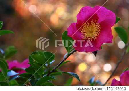 Blooming in the cold winter sky Blooming in the cold winter sky 133192910