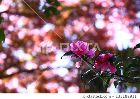 Blooming in the cold winter sky 133192911