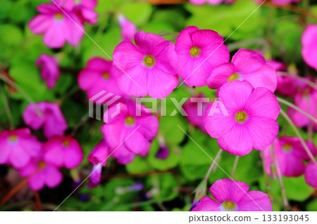 粉紅色的酢漿草花 133193045