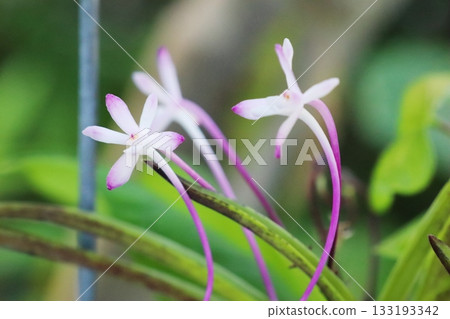 Red flowers of the Fuukiran Shutenno 133193342