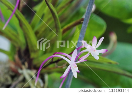 Red flowers of the Fuukiran Shutenno Red flowers of the Fuukiran Shutenno 133193344