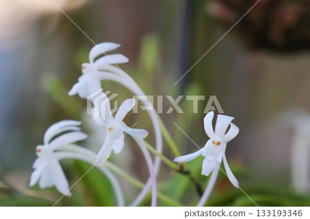 White-flowered Neotropical Orchid White-flowered Neotropical Orchid 133193346