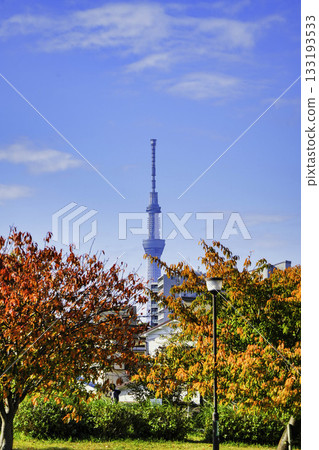 Skytree seen from a park with autumn leaves 133193533