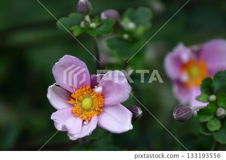 It blooms quietly in the shade It blooms quietly in the shade 133193556