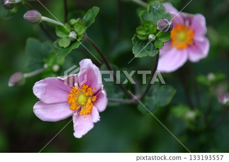 它在陰涼處悄然綻放 133193557