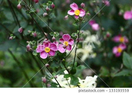 It blooms quietly in the shade 133193559