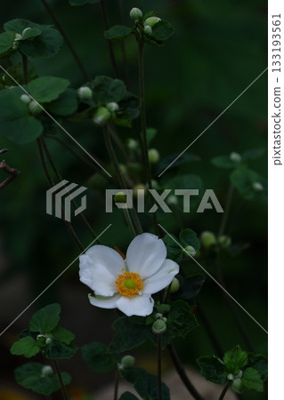 It blooms quietly in the shade 133193561