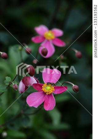 It blooms quietly in the shade It blooms quietly in the shade 133193562