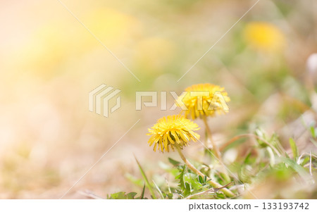 Dandelion flowers blooming on a bank bathed in warm light 133193742