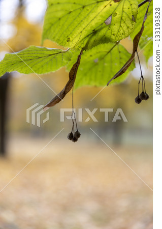 green foliage and dry seeds of the linden tree in the autumn season, branches with hanging linden foliage that begins to turn yellow in the middle of autumn green foliage and dry seeds of the linden tree in the autumn season, branches with hanging linden foliage that begins to turn yellow in the middle of autumn 133193828