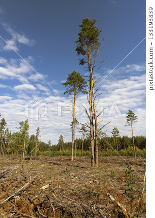 pine forest during the cutting down of pine trees to obtain wood for construction and other purposes pine forest during the cutting down of pine trees to obtain wood for construction and other purposes 133193839