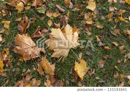 sparsely foliage of deciduous trees in the green grass in autumn, yellow foliage of maples and other trees that have fallen to the ground in the autumn season sparsely foliage of deciduous trees in the green grass in autumn, yellow foliage of maples and other trees that have fallen to the ground in the autumn season 133193841