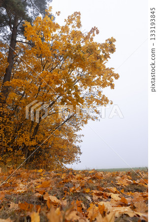 maples with yellowed autumn foliage growing at the edge of the field in foggy weather, several beautiful maples in cloudy dreary weather in the autumn season maples with yellowed autumn foliage growing at the edge of the field in foggy weather, several beautiful maples in cloudy dreary weather in the autumn season 133193845