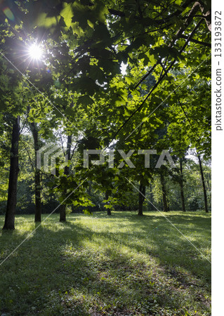 beautiful green bright foliage of maples in the park in sunny weather in the summer, a park with mixed deciduous trees and a large number of maples in summer warm weather in the sunlight beautiful green bright foliage of maples in the park in sunny weather in the summer, a park with mixed deciduous trees and a large number of maples in summer warm weather in the sunlight 133193872