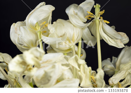 flaccid petals of white tulips that have turned yellow and become flaccid or dry, a wilted bouquet of tulips with falling white petals 133193878