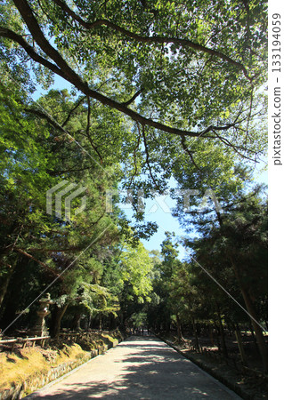 奈良公園春日大社參道 133194059