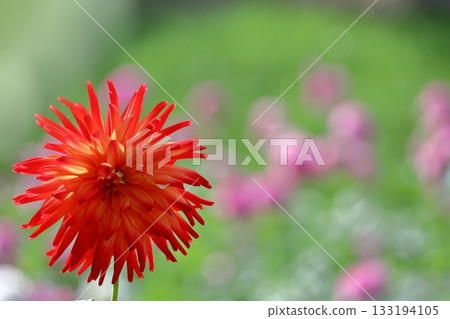 Colorful large flower 133194105