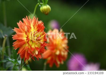 五顏六色的大花 五顏六色的大花 133194109