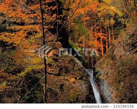 Forest and waterfalls dyed in the morning sun (afr20251112063704) 133194156