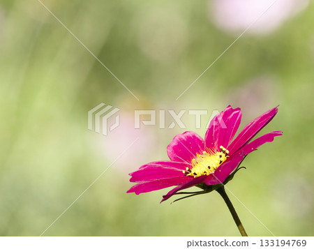 紅色宇宙 紅色宇宙 133194769