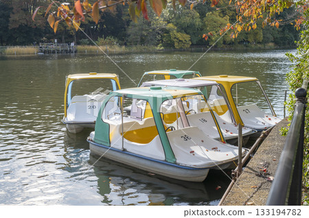 石神井公園船池裡的天鵝 133194782