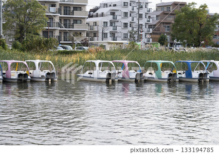 石神井公園船池裡的天鵝 133194785