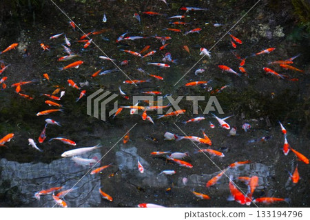 Small carp swimming in a pond Small carp swimming in a pond 133194796