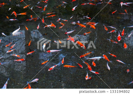 池塘裡遊著小鯉魚 池塘裡遊著小鯉魚 133194802