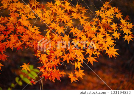 Autumn leaves lighted up 133194823