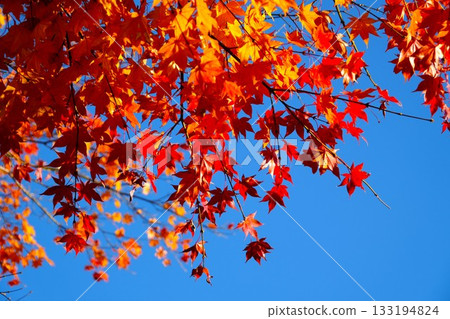 Autumn leaves shining in the blue sky Autumn leaves shining in the blue sky 133194824