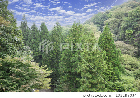 Large cedar tree Large cedar tree 133195034