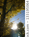 陽光透過秋天 133195064