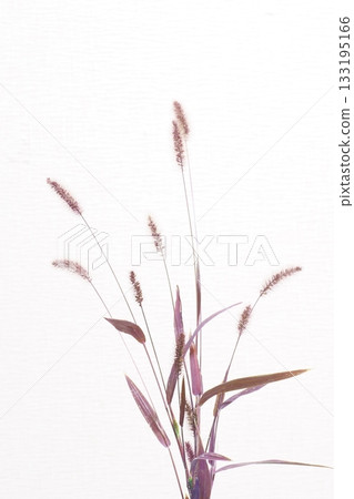 Purple foxtail 133195166
