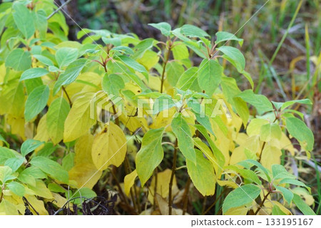 A young panicle tree with some yellow leaves A young panicle tree with some yellow leaves 133195167