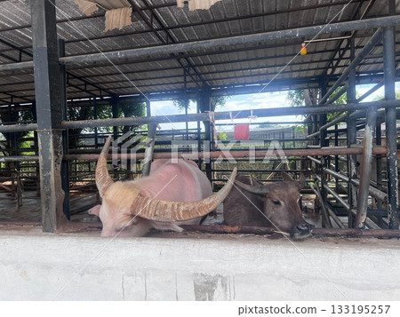穀倉裡的兩頭水牛 穀倉裡的兩頭水牛 133195257