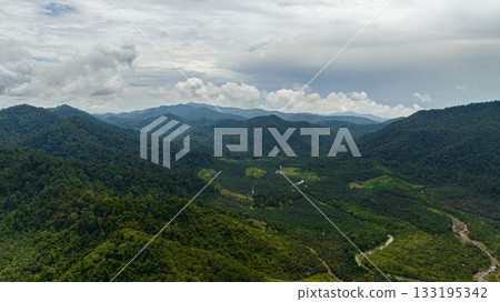 Aerial view of palm oil plantations among the rainforest and jungle. Borneo, Malaysia. 133195342