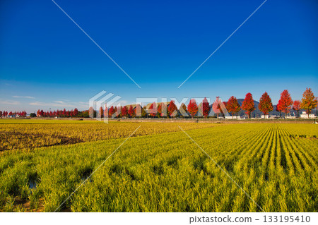 Rural scenery shining in the morning mist Rural scenery shining in the morning mist 133195410