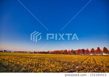 Rural scenery shining in the morning mist Rural scenery shining in the morning mist 133195413