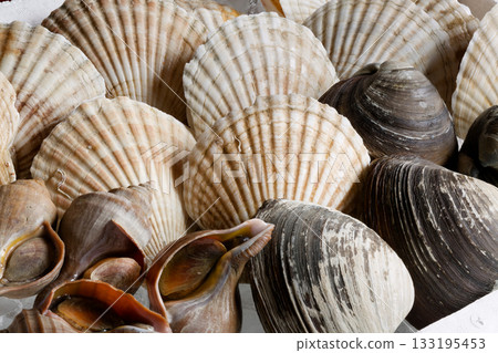 各種活貝類 133195453