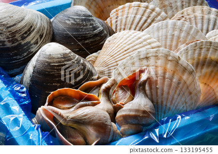Assorted live shellfish 133195455