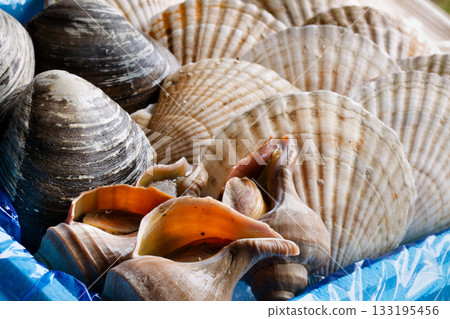 Assorted live shellfish 133195456