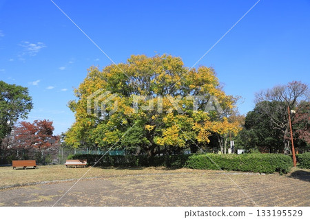 A large Enoki tree with freshly turned red and bearing fruit A large Enoki tree with freshly turned red and bearing fruit 133195529