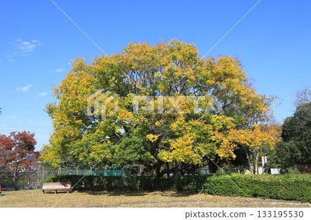 A large Enoki tree with freshly turned red and bearing fruit 133195530