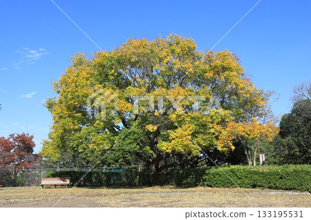 一棵碩大的金針菇樹,果實已變紅,碩果累累。 一棵碩大的金針菇樹,果實已變紅,碩果累累。 133195531