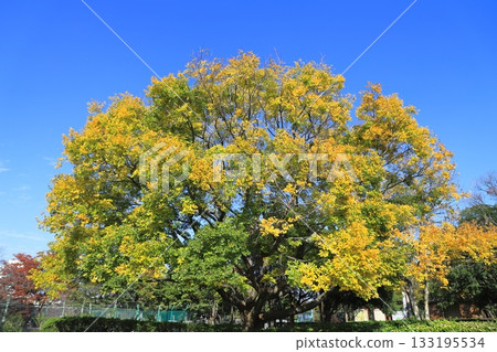 A large Enoki tree with freshly turned red and bearing fruit 133195534