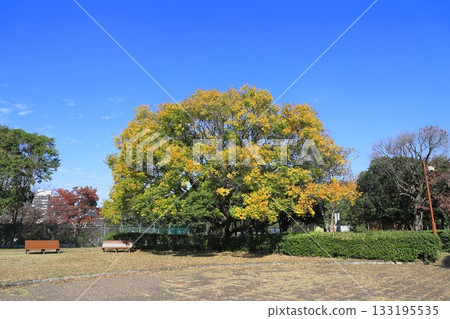 A large Enoki tree with freshly turned red and bearing fruit 133195535