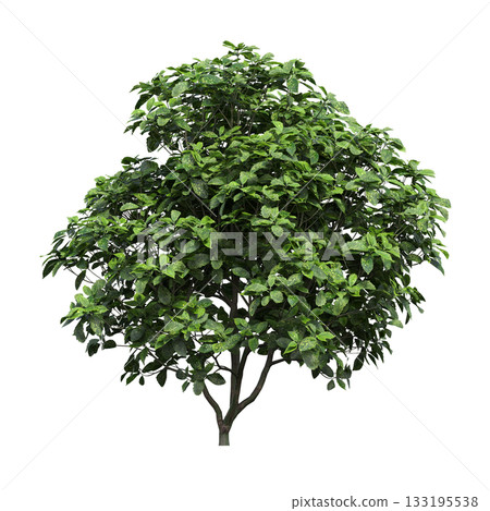 deciduous tree, isolate on a transparent background, 3d illustration 133195538