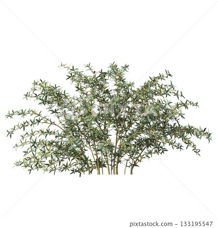 deciduous tree, isolate on a transparent background, 3d illustration deciduous tree, isolate on a transparent background, 3d illustration 133195547